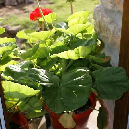 Διαμέρισμα Rurales El Tio Pablo Picos De Europa Tresviso