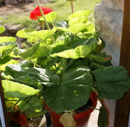 아파트 Rurales El Tio Pablo Picos De Europa Tresviso